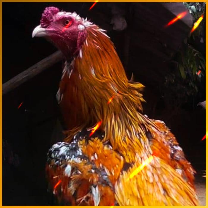 Men's Competition Barbell Set